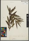 Foto von Salix purpurea L. x Salix viminalis L.